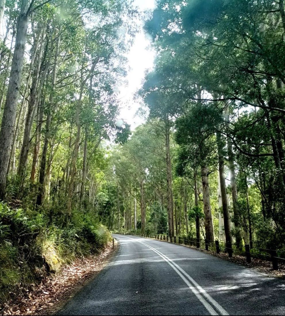 An empty two-lane road curving through tall eucalyptus forest.