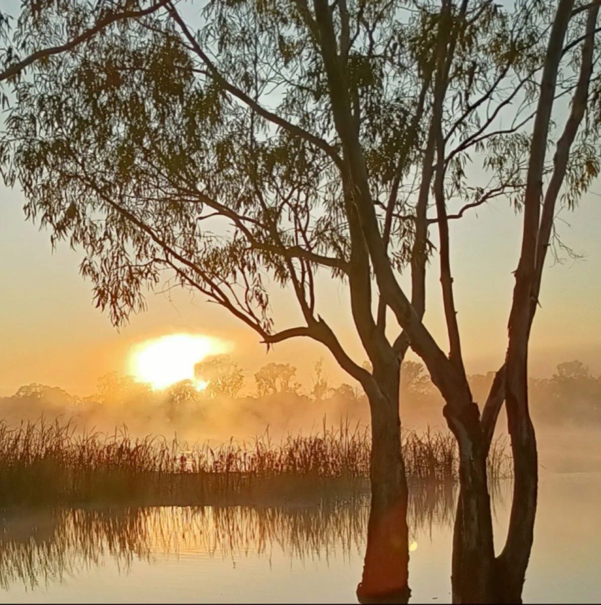 Sunrise burning through mist over a reed-lined waterway, gum trees silhouetted against the golden light.